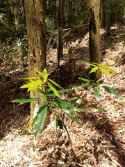 Elaeocarpus japonicus