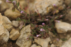 Polygala rupestris
