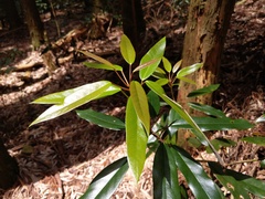 Elaeocarpus japonicus