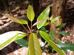 Elaeocarpus japonicus