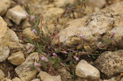 Polygala rupestris