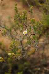 Cistus clusii
