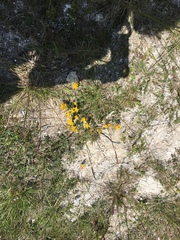 Lotus corniculatus