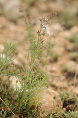 Teucrium pseudochamaepitys
