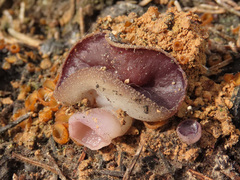Geoscypha violacea