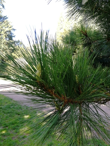 Macedonian pine