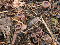Geoscypha violacea