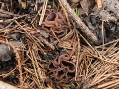 Geoscypha violacea