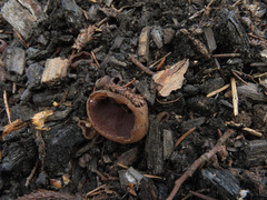 Geoscypha violacea