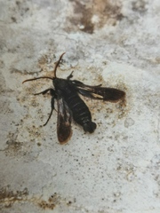 Paranthrene insolita