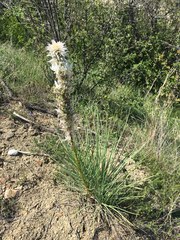 Asphodeline taurica