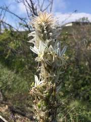 Asphodeline taurica