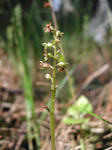 Heartleaf Twayblade