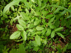 Ligusticum canadense