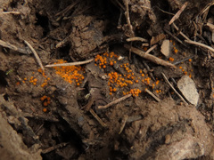 Byssonectria fusispora