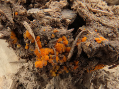 Byssonectria fusispora