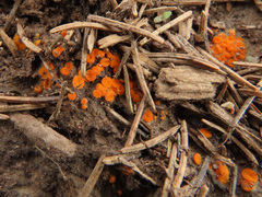 Byssonectria fusispora