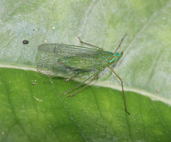 Centromeria speilinea