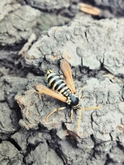 Paranthrene diaphana