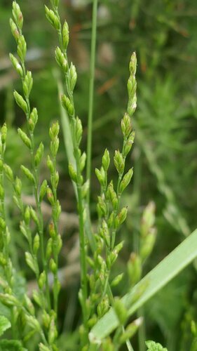 Image of Festuca lachenalii by no rights reserved