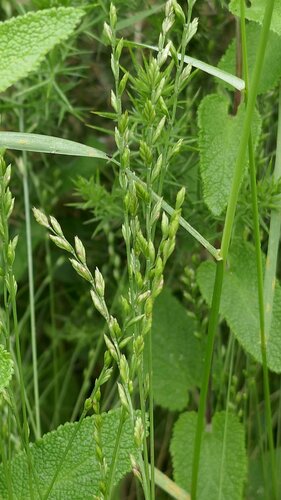 Image of Festuca lachenalii by no rights reserved
