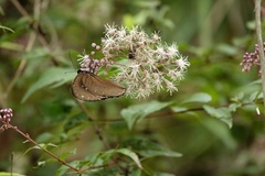 Eupatorium amabile
