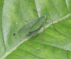 Centromeria speilinea
