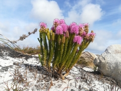 Stilbe ericoides