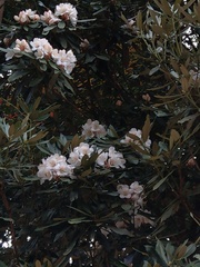 Rhododendron formosanum