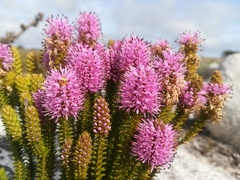 Stilbe ericoides