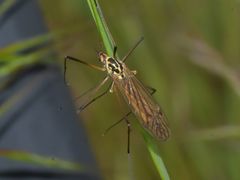 Nephrotoma appendiculata