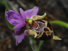 Ophrys heldreichii