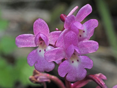 Orchis quadripunctata