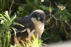 Laniarius ferrugineus