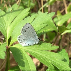Celastrina argiolus