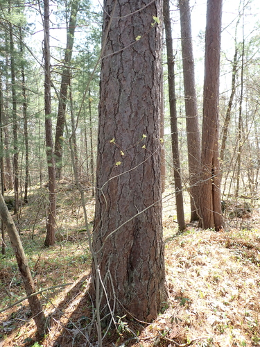 Pinus resinosa, photographed by an iNaturalist contributor
