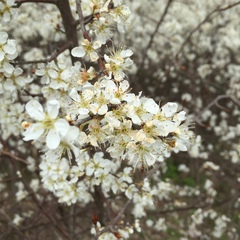 Prunus