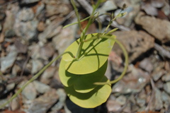 Streptanthus drepanoides