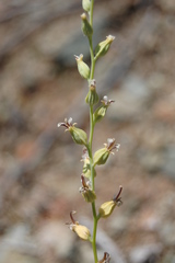 Streptanthus drepanoides