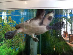 Carettochelys insculpta