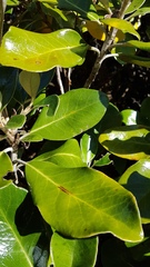 Brachyglottis buchananii