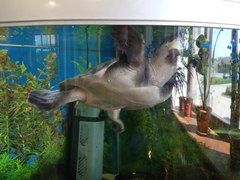 Carettochelys insculpta