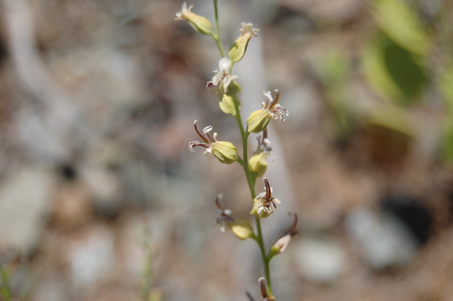 Streptanthus drepanoides