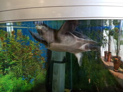 Carettochelys insculpta