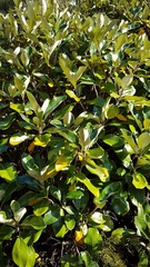 Brachyglottis buchananii