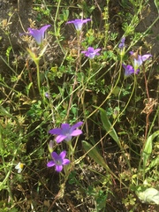 Campanula ramosissima