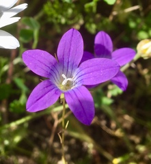 Campanula ramosissima