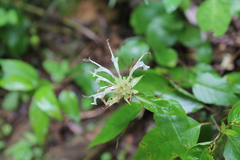 Monarda austroappalachiana, photograph (c) Dominic, some rights reserved (CC BY)