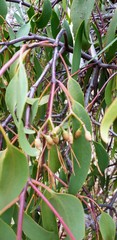 Amyema miquelii