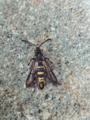 Bembecia uroceriformis